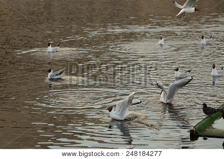 Seagull Is A Bird In Flight. Flies Over The Water