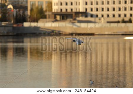Seagull Is A Bird In Flight. Flies Over The Water