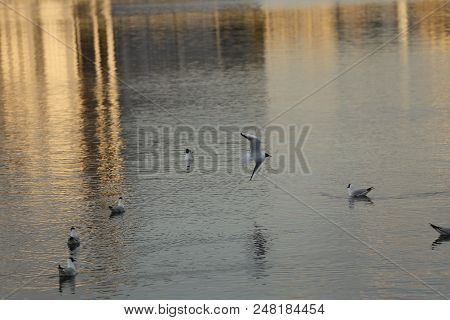 Seagull Is A Bird In Flight. Flies Over The Water