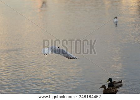 Seagull Is A Bird In Flight. Flies Over The Water
