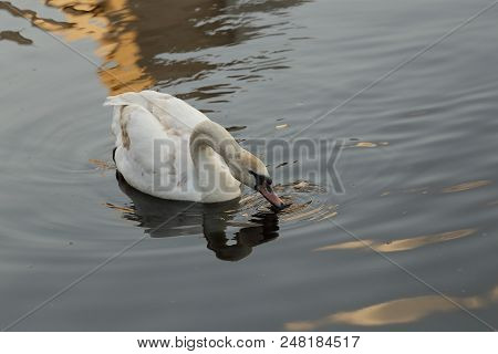 A Swan White Floats In The Lake In The Summer.