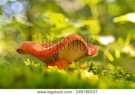 Lactifluus Volemus Mushroom, Known As Lactarius Volemus And Weeping Milk-cap