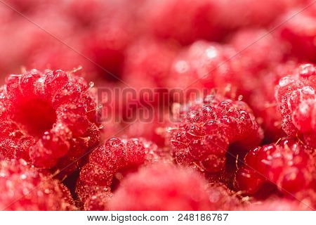 Background Texture Of Dripping Raspberry. Close-up Photo.