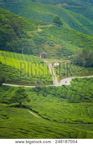 Cameron Highlands Boh Tea Plantation