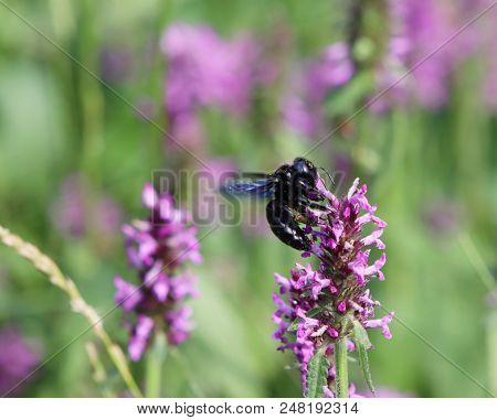 Closeup Of Carpenter Bee , Xylocopa Violacea, On The Purple Betony Flower. Betonica Officinalis, Med