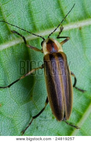 Lucciola su foglia (Lightning Bug)