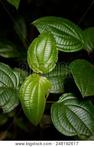 Flora Of Cameron Highlands Mountains