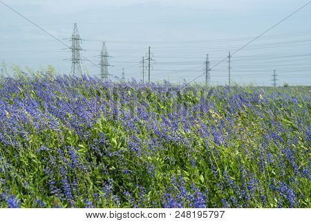 Rural Landscape - An Lucerne Field At Evening With A Power Lines In The Background