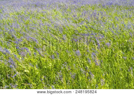 Background - Noon Meadow Motley Grass With Flowering Alfalfa