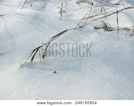 New Snow Covered Last Year S Grass In The Winter