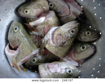 생선 머리