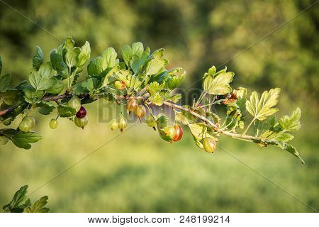 Summer In The Garden Is A Bush Of Ripe Agrus.