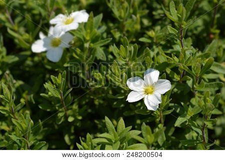 Mountain Sandwort White Flower - Latin Name - Arenaria Montana Blizzard