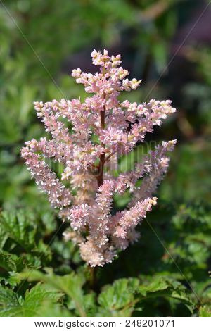 Dwarf Astilbe Pink Flower - Latin Name - Astilbe Crispa Lilliput