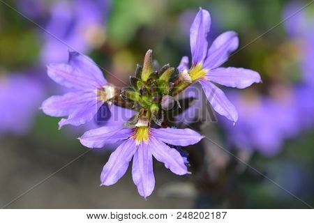 Fairy Fan Flower - Latin Name - Scaevola Aemula