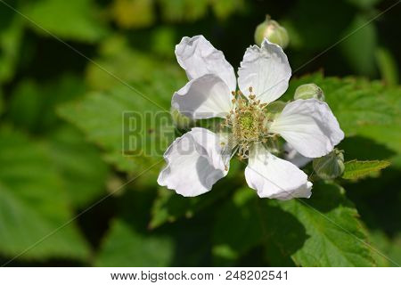 Thornless Blackberry White Flower Close Up - Latin Name - Rubus Fruticosus Thornfree