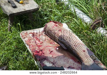 A Fish Carp Being Gutted On The Grass