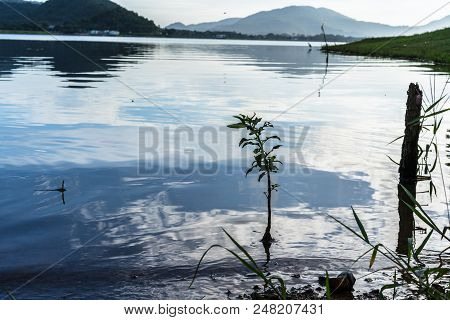 Aabstract Image Of Glass Grows Out Of Water Along A River Bank.