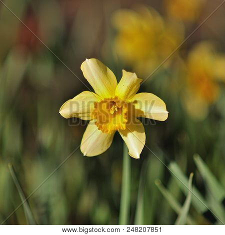 Wild Daffodil. Narcissus Pseudonarcissus In The Field