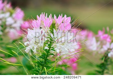 Beautiful Cleome Spinosa Or Spider Flower In The Garden