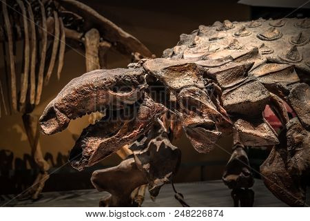 Shanghai, China - April 15 2018, Fossil Skeleton Of Ankylosaurus A Dinosaur With Extremely Thick Pla