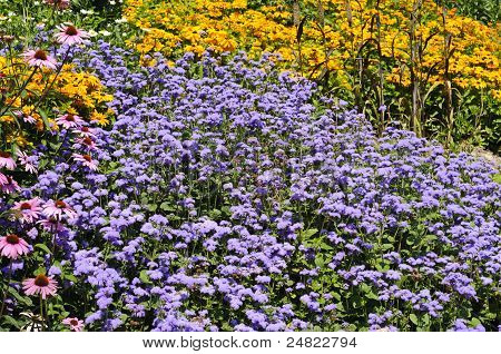 Kytice (sedmikrásky, Flossflowers a borovou květin) pozadí