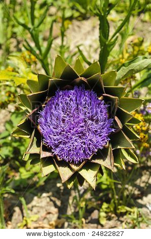 세계 아 티 초 크 (Cynara Cardunculus) 피