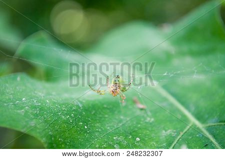 Macro Spider Photo, Spider On The Web, Green Background