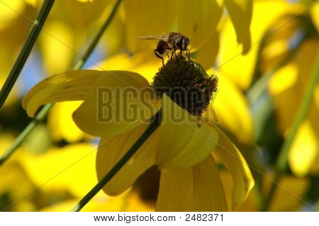 Bee On Flower