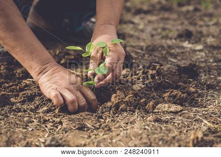Hand Holding And Planting Young Butterfly Pea Tree Into Soil. Save World And Ecology Concept