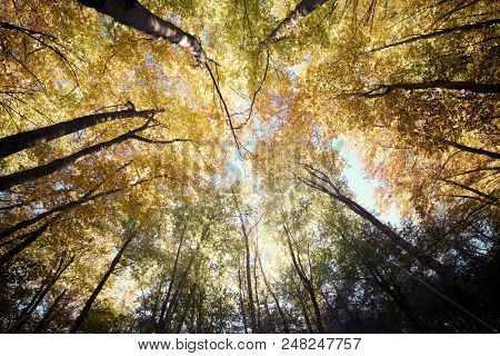 Autumn in Tena Valley, Pyrenees, Huesca, Aragon, Spain.