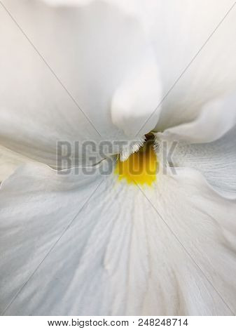 Beautiful White Violets In Prak In Summer