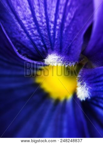 Beautiful Blue Violets In Prak In Summer