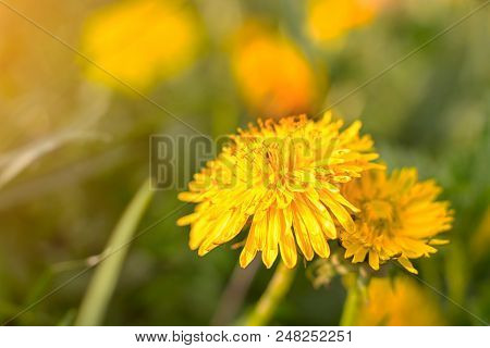 Dandelion In The Grass. Spring, Spring Flowers, Place For Text