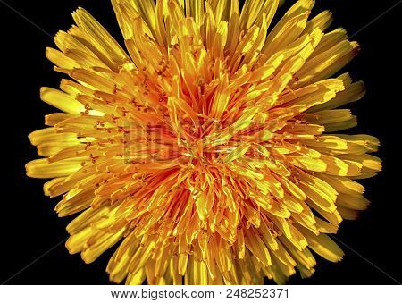 Macro Dandelion On Black Background. Spring, Spring Flowers, Place For Text