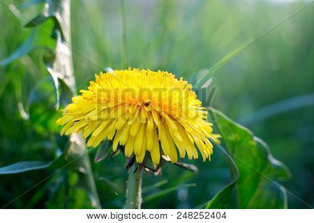 Dandelion In The Grass. Spring, Spring Flowers, Place For Text