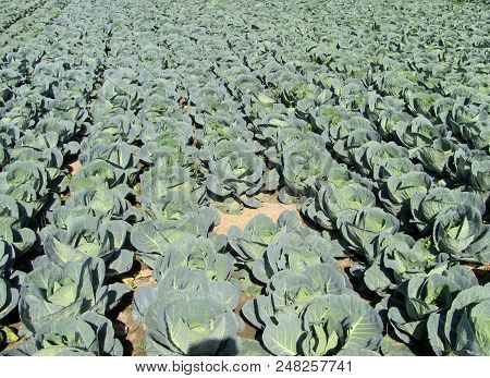 Cabbage Garden In Futog In Vojvodina Serbia