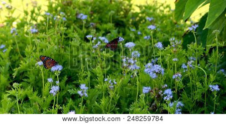 Monarch Butteflies On Plant With Blue Flowers.