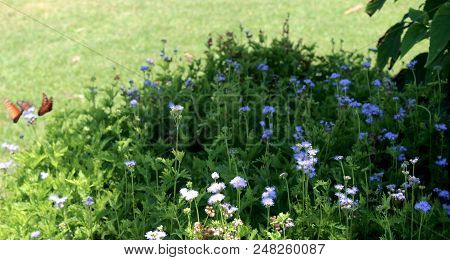 Monarch Butteflies On Plant With Blue Flowers.