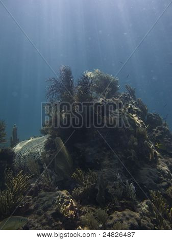 Barriera corallina