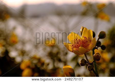 Buttercup Tree Blossom Bright  In Yellow