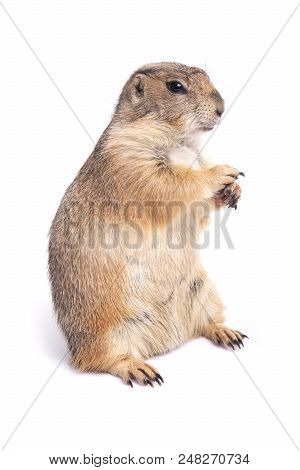 Little Cute Prairie Dog Standing On White Background.