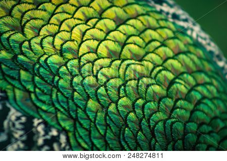 Abstract Background Image Of A Close Up View Of Peacock Feathers