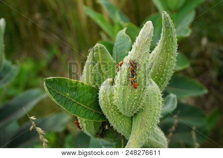 Orange And Black Nymphs Of The Large Milkweed Bug (oncopeltus Fasciatus) Climb On The Seed Pod Of A 
