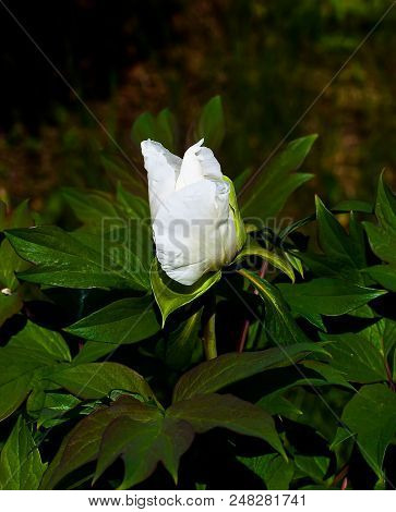 Tree-like Peony, Tree-shaped White Peony In The Garden, Peony Petals Close-up At Sunset, Natural Blu