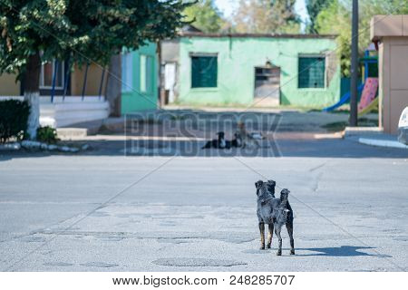 Flock Of Stray Homeless Dogs On A City Street
