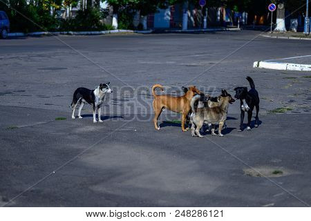 Flock Of Stray Homeless Dogs On A City Street