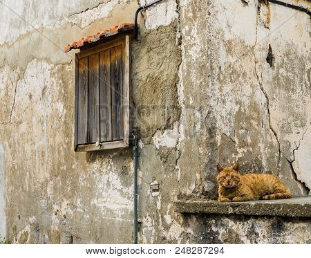 Omodos, Cyprus. May 2018. A Typical View Of A Cat Posing Against An Old Building In The Traditional 