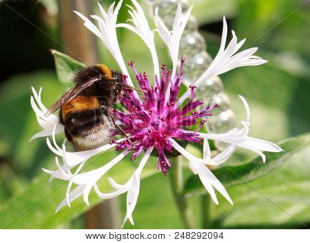 Buff Tailed Bumble Bee Feeding On A Centaurea Montana (cornflower) Waith A Natural Greenbokeh Garden