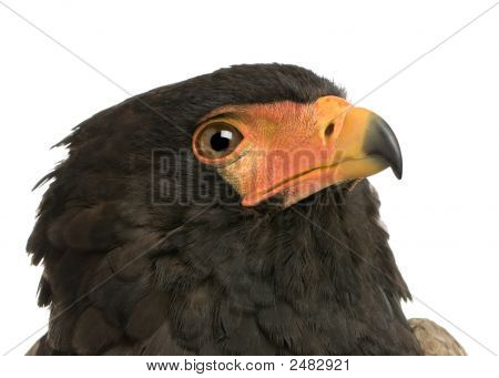 Bateleur (10 Jahre) Terathopius ecaudatus